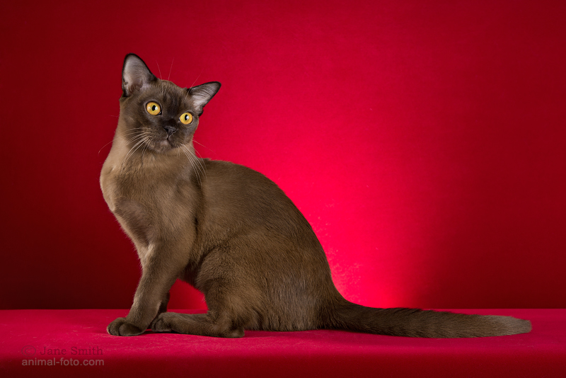 Бурманская кошка Коза Ностра получила почетный титул Национального победителя по выставочной системе FIFe.