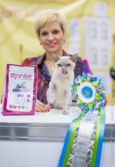 5 и 6 марта 2016 г. состоялась крупнейшая выставка кошек в Москве – Кэтсбург-2016