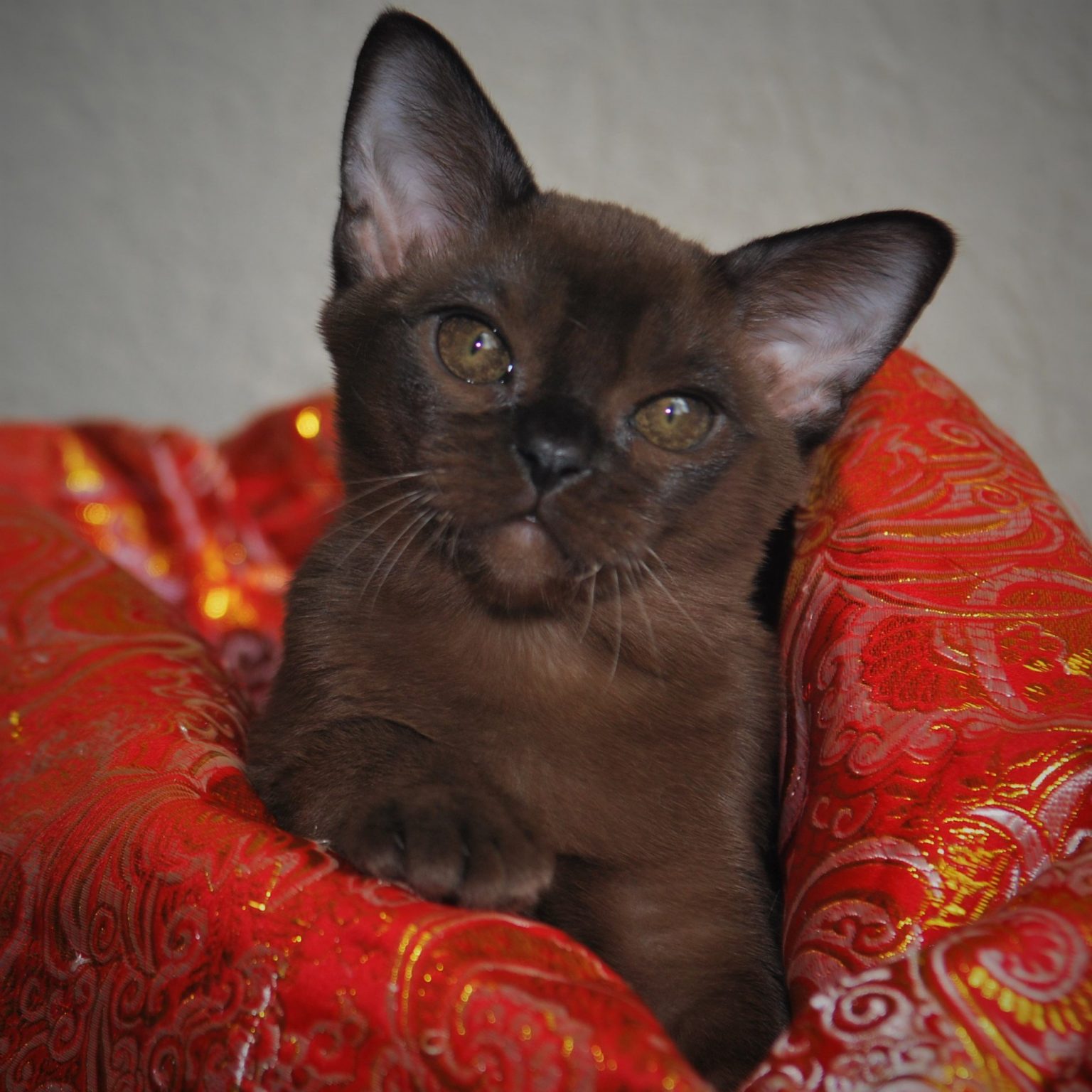 Бурма кошка соболиный окрас