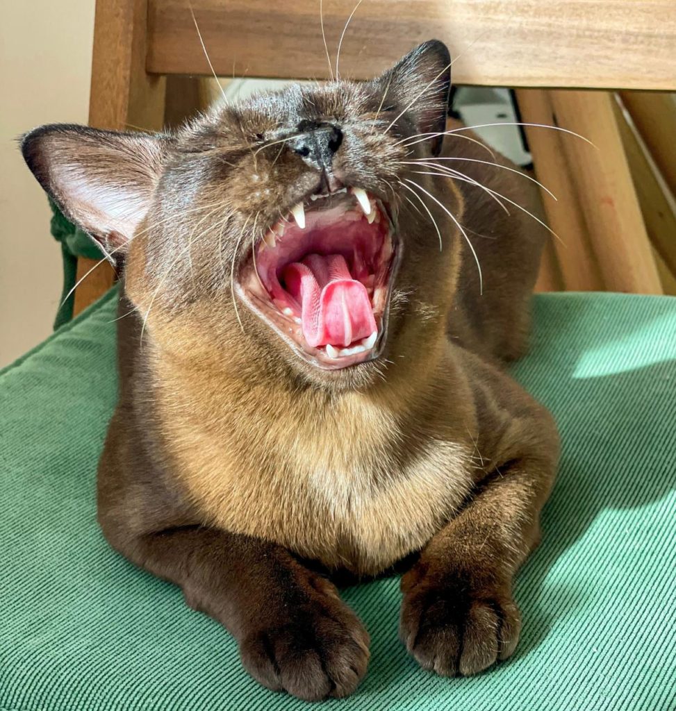 почему коты зевают